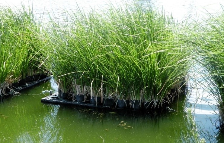 Công nghệ xử lý nước thải ngành chăn nuôi Cong nghe xu ly nuoc thai nganh chan nuoi