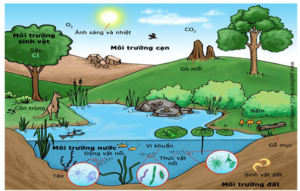 XÁC ĐỊNH HÀM LƯỢNG NITRITE TRONG THỊT 8 tim hieu vai tro moi truong doi voi doi song sinh hoat va cuoc song cua con nguoi