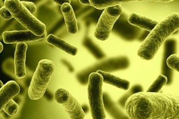 Vi khuẩn coliform trong nước có hại không và xử lý nó như thế nào? Vi khuan coliform trong nuoc co hai khong va xu ly no nhu the nao?