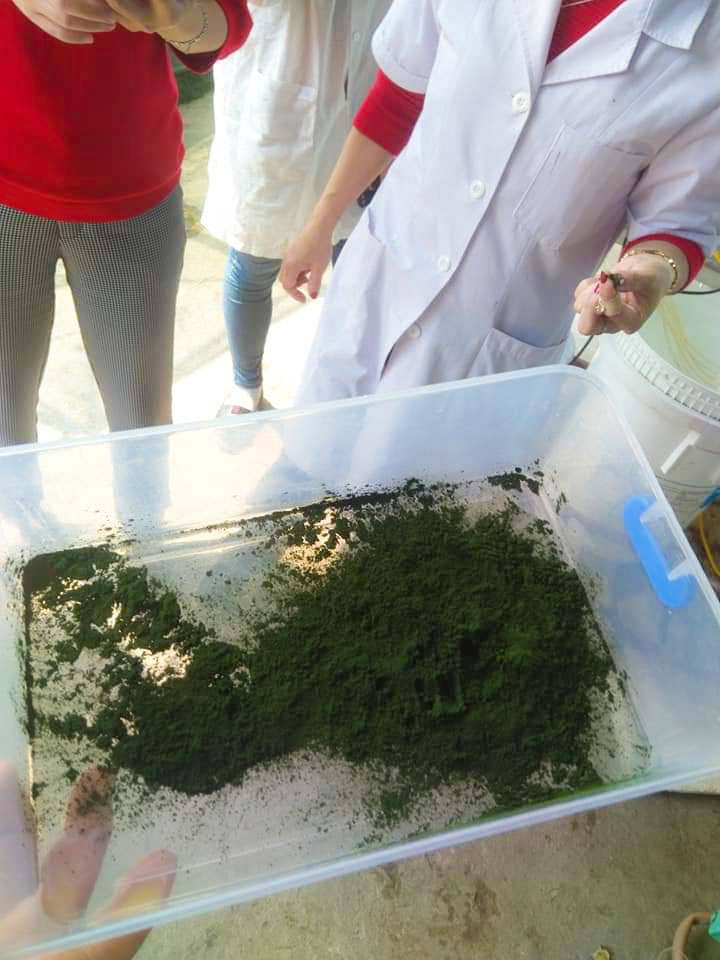 Phân tích thành phần dinh dưỡng của tảo xoắn 2 Phương pháp thu hoạch và chế biến tảo Spirulina