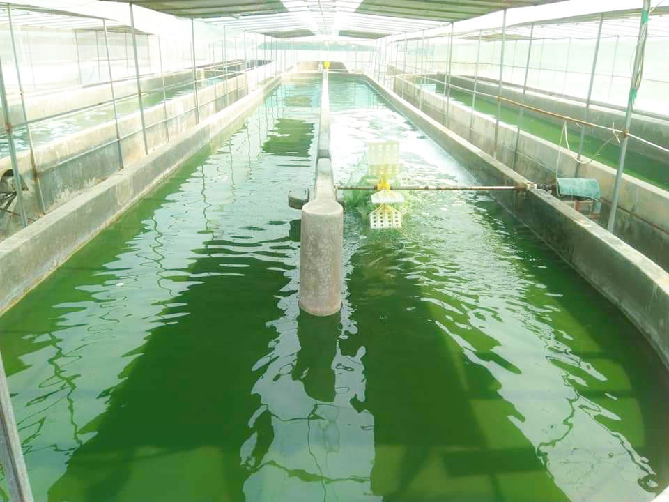 Phân tích thành phần dinh dưỡng của tảo xoắn 1 Phương pháp thu hoạch và chế biến tảo Spirulina